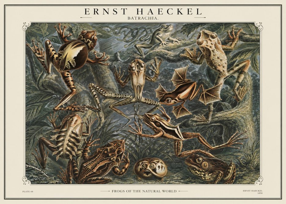 Ernst Haeckel Frogs of the Natural World No1 - Poszter