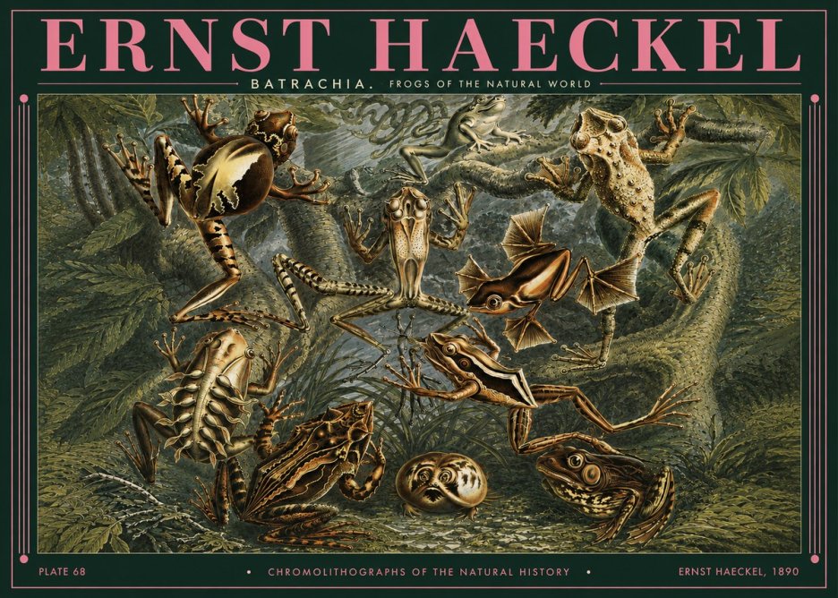 Ernst Haeckel Frogs of the Natural World No3 - Poszter