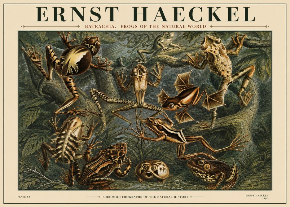 Ernst Haeckel Frogs of the Natural World No4 - Poszter