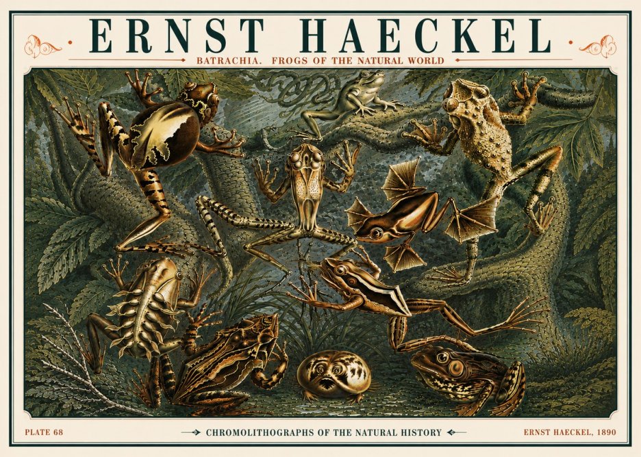 Ernst Haeckel Frogs of the Natural World No6 - Poszter