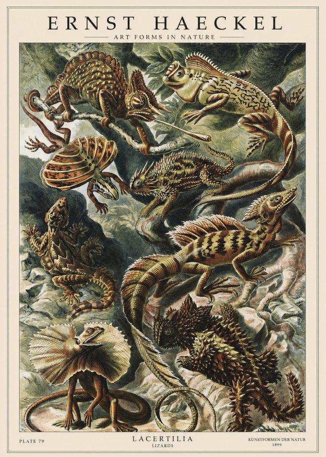 Ernst Haeckel Lacertilia Lizards No1 - Poszter