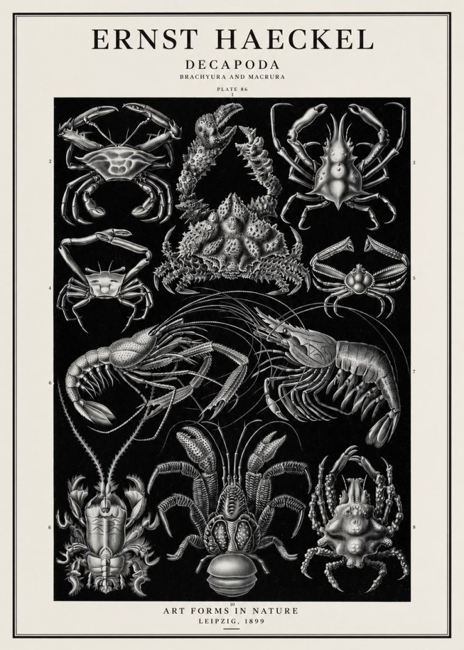 Ernst Haeckel Decapoda Brachyura and Macrura Plate 86 No1 - Poszter
