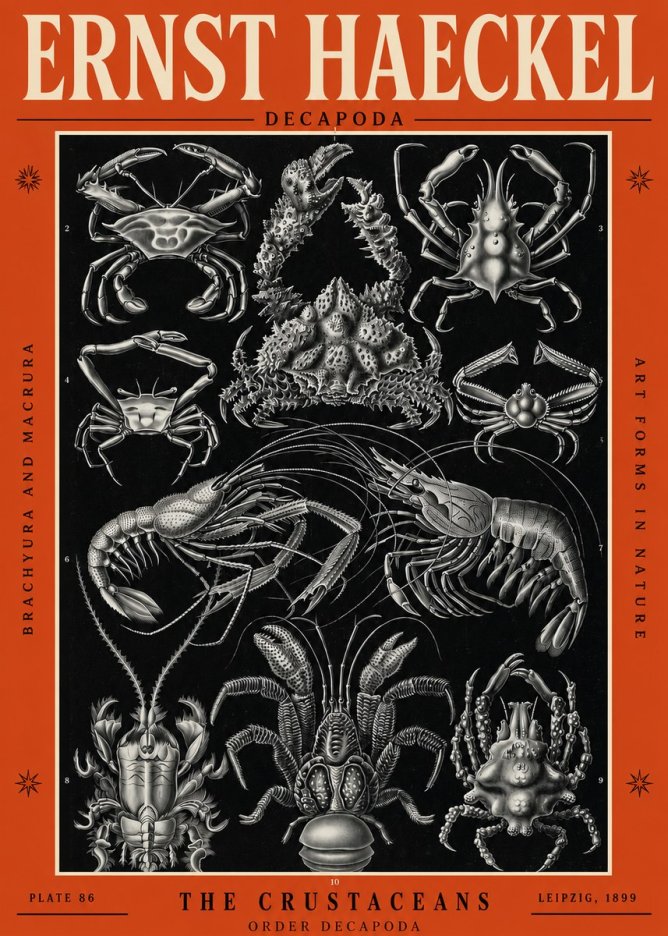 Ernst Haeckel Decapoda Brachyura and Macrura Plate 86 No2 - Poszter