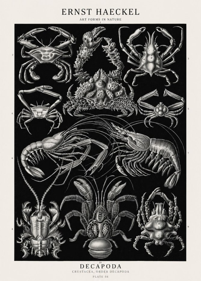 Ernst Haeckel Decapoda Brachyura and Macrura Plate 86 No3 - Poszter