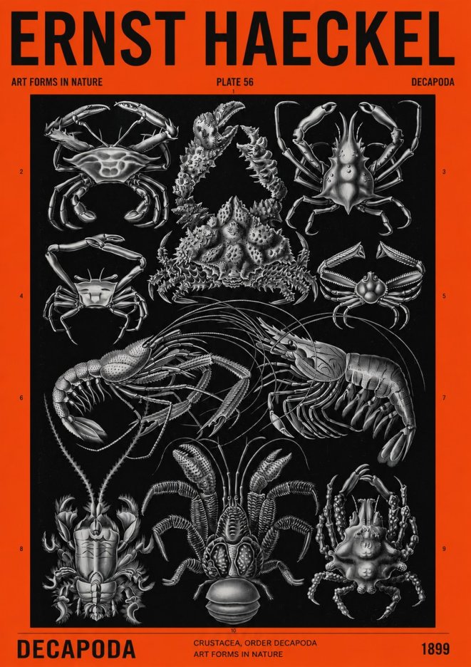 Ernst Haeckel Decapoda Brachyura and Macrura Plate 86 No4 - Poszter