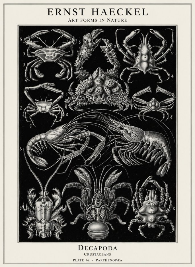 Ernst Haeckel Decapoda Brachyura and Macrura Plate 86 No5 - Poszter