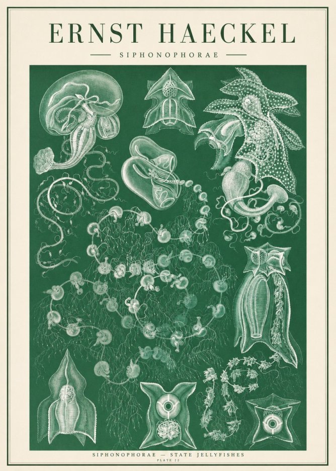 Ernst Haeckel Siphonophorae. — Statequallen. Plate 17 No2 - Poszter