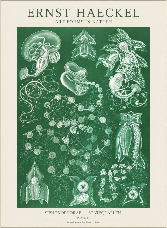 Ernst Haeckel Siphonophorae. — Statequallen. Plate 17 No3 - Poszter