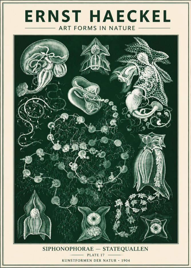 Ernst Haeckel Siphonophorae. — Statequallen. Plate 17 No6 - Poszter