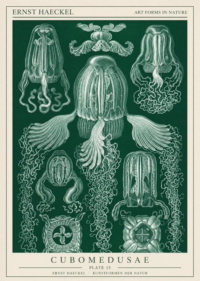 Ernst Haeckel Cubomedusae No1 - Poszter