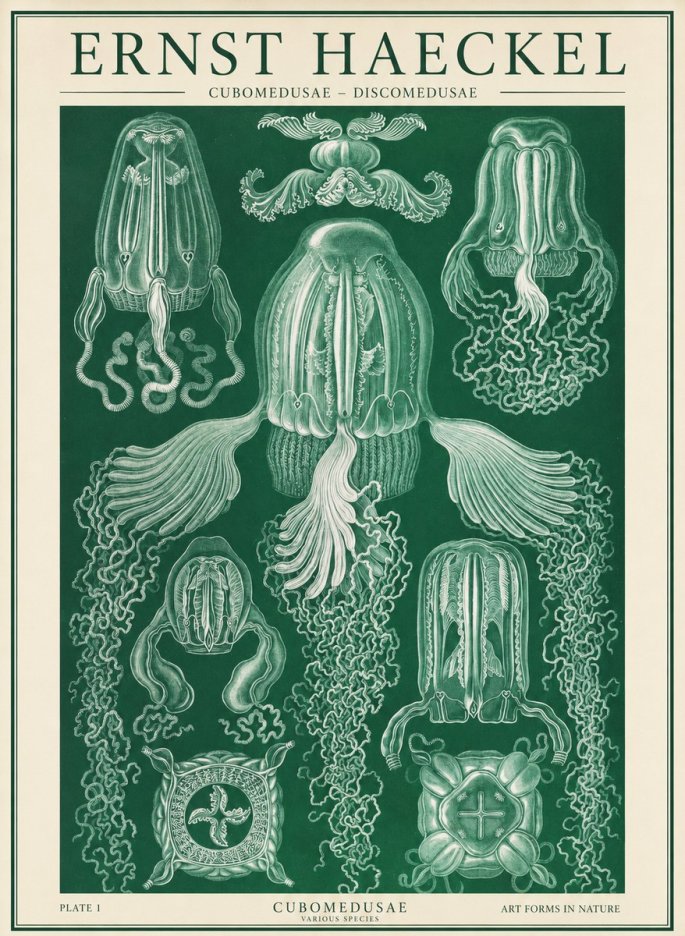 Ernst Haeckel Cubomedusae No2 - Poszter