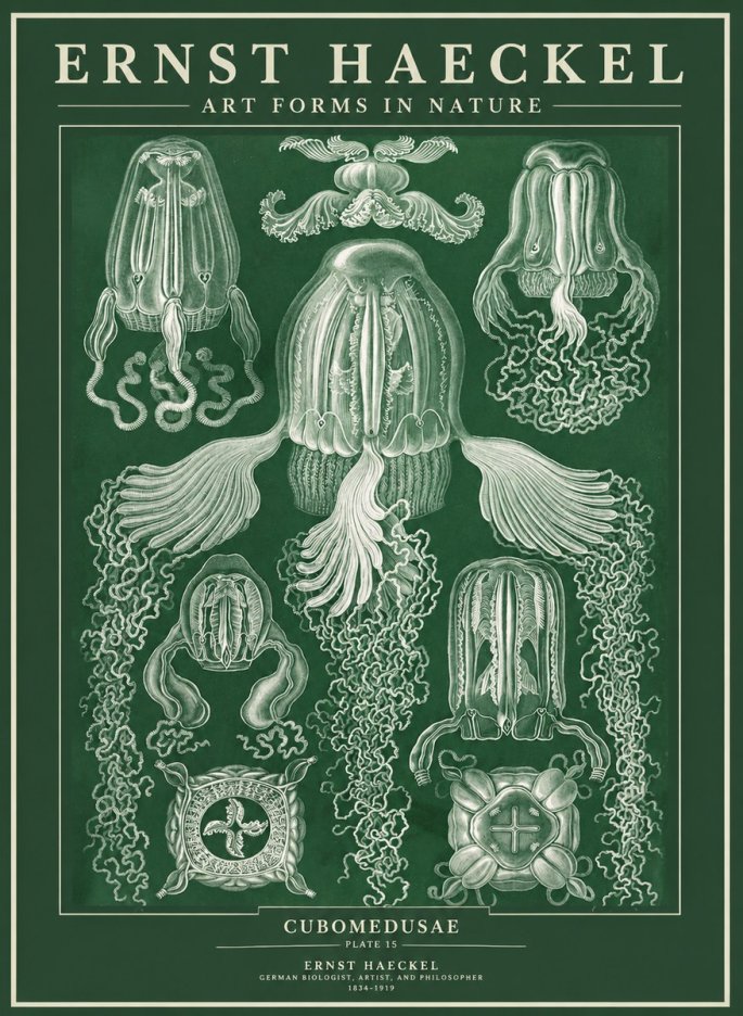 Ernst Haeckel Cubomedusae No3 - Poszter