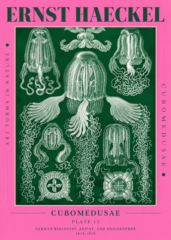 Ernst Haeckel Cubomedusae No4 - Poszter
