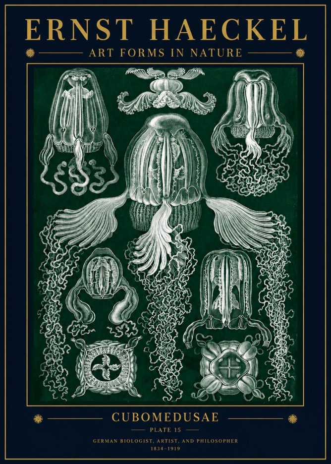 Ernst Haeckel Cubomedusae No5 - Poszter