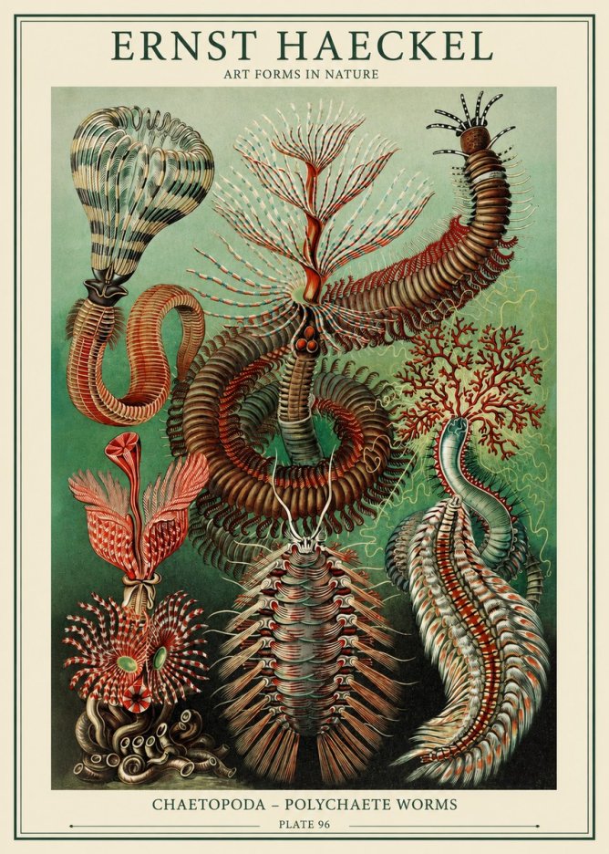 Ernst Haeckel Chaetopoda – Polychaete Worms No1 - Poszter