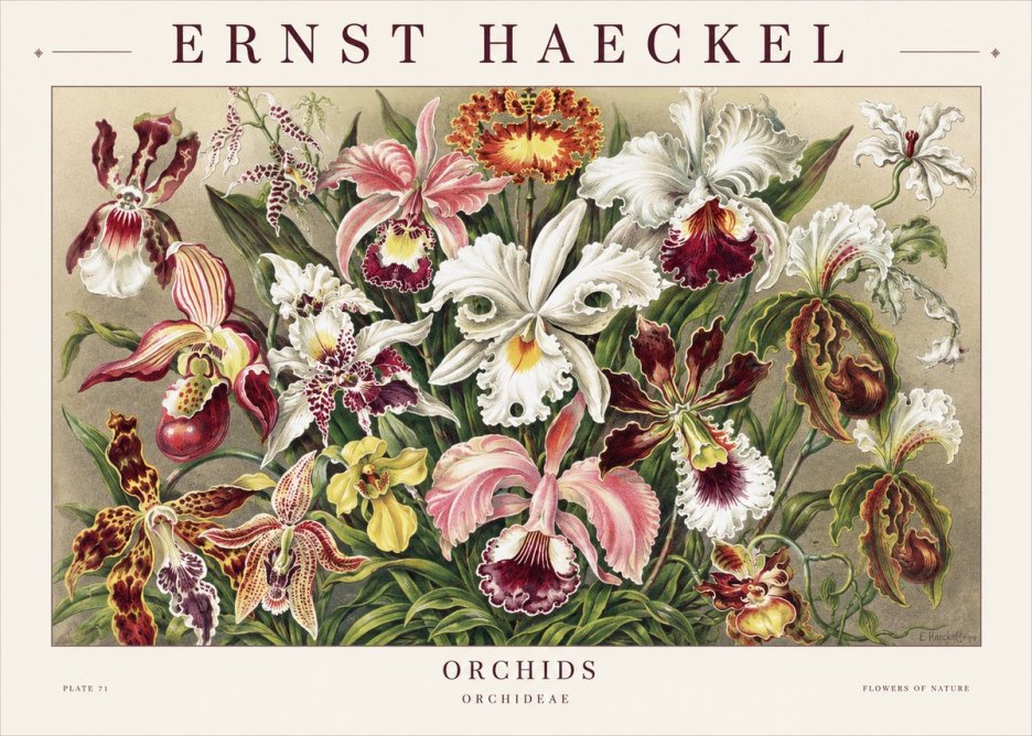 Ernst Haeckel Orchids No1 - Poszter