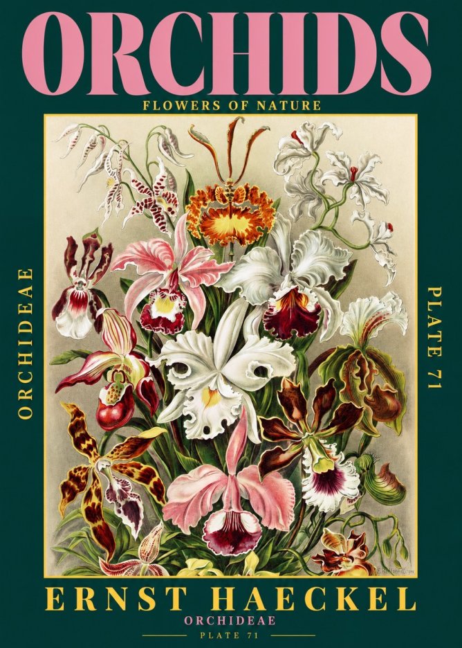 Ernst Haeckel Orchids No2 - Poszter