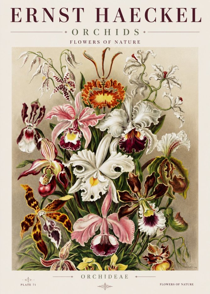 Ernst Haeckel Orchids No3 - Poszter