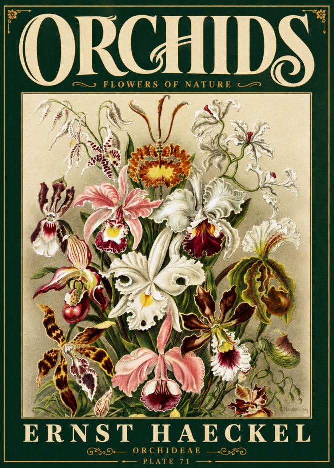 Ernst Haeckel Orchids No6 - Poszter