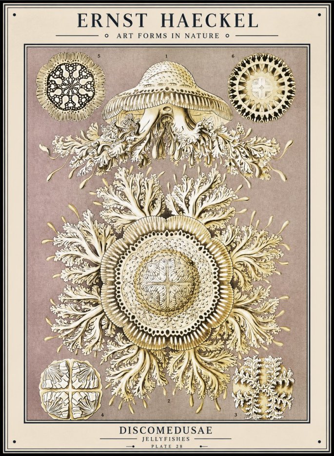 Ernst Haeckel Discomedusae No1 - Poszter