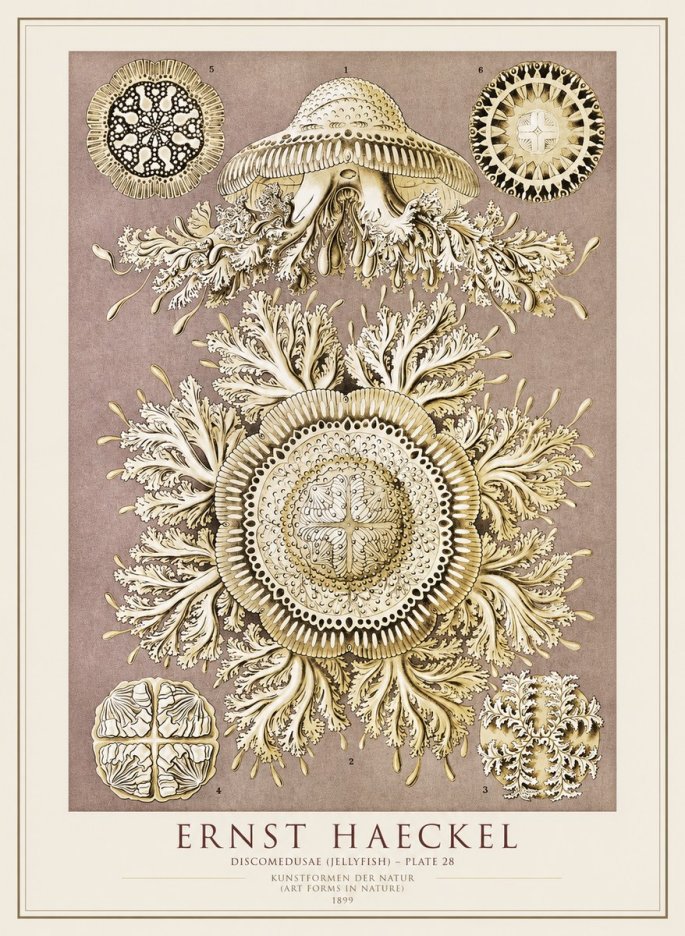 Ernst Haeckel Discomedusae No4 - Poszter