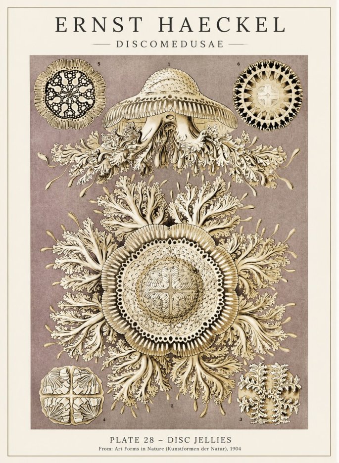 Ernst Haeckel Discomedusae No5 - Poszter