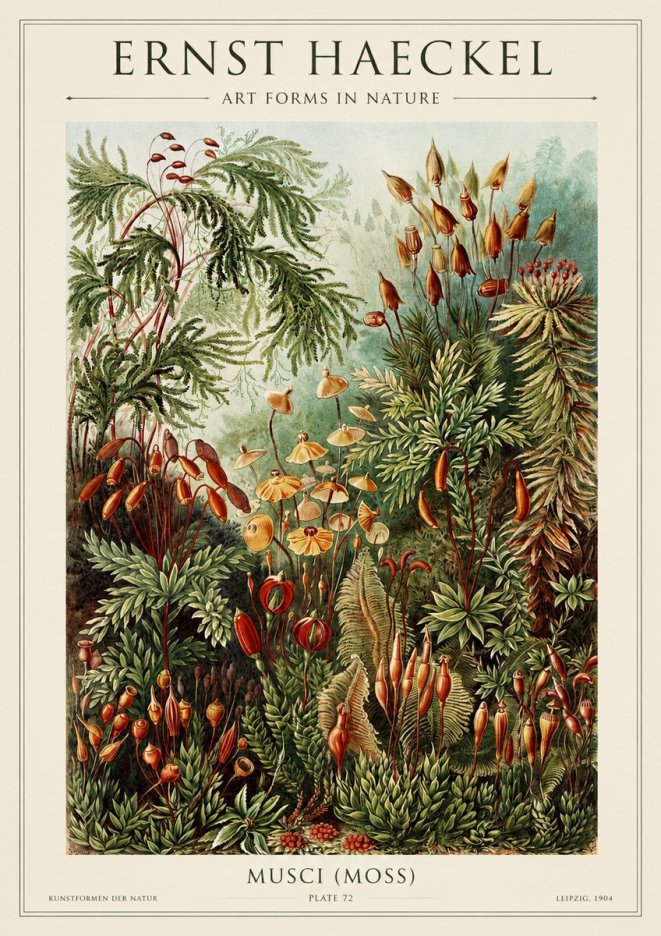 Ernst Haeckel Musci (Moss) No1 - Poszter