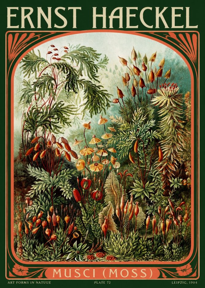 Ernst Haeckel Musci (Moss) No2 - Poszter