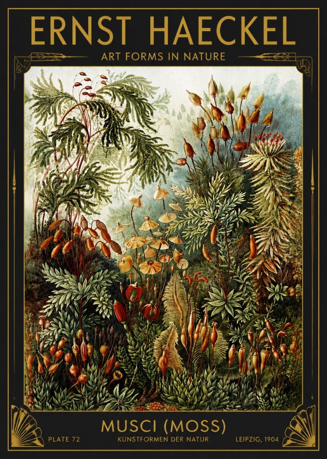 Ernst Haeckel Musci (Moss) No4 - Poszter