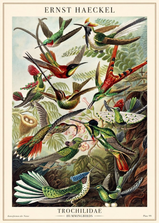 Ernst Haeckel Trochilidae - Hummingbirds No1 - Poszter