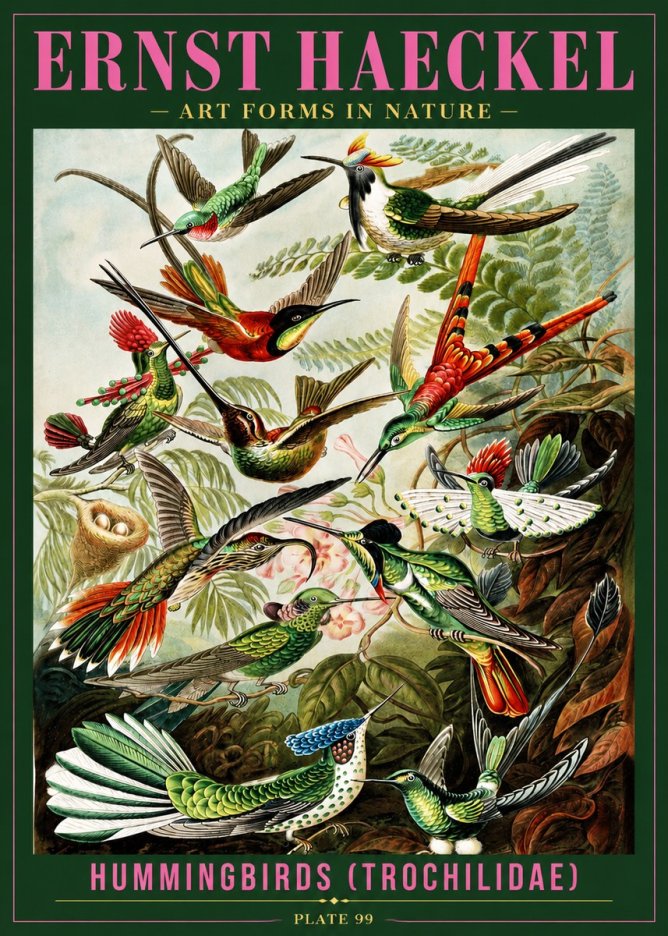 Ernst Haeckel Trochilidae - Hummingbirds No4 - Poszter