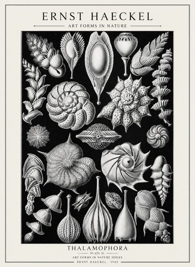 Ernst Haeckel Thalamophora No2 - Poszter