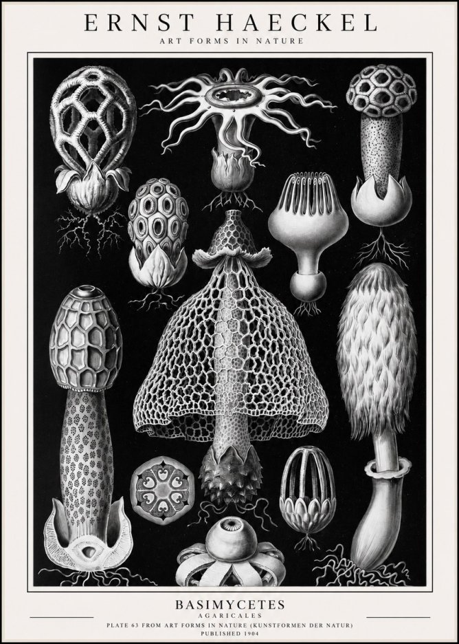 Ernst Haeckel Basimycetes Agaricales No1 - Poszter