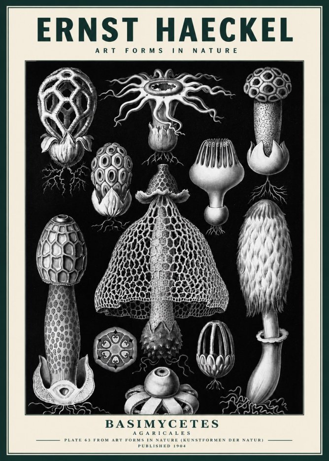 Ernst Haeckel Basimycetes Agaricales No3 - Poszter