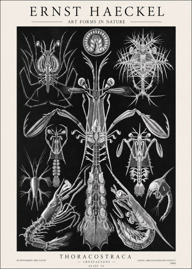 Ernst Haeckel Thoraocostraca - Crustaceans - Plate 76 No1 - Poszter