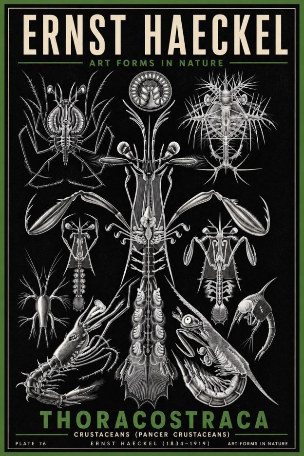 Ernst Haeckel Thoraocostraca - Crustaceans - Plate 76 No6 - Poszter