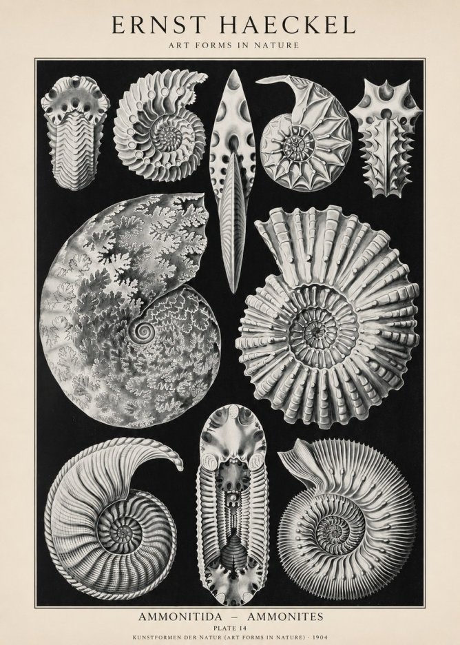 Ernst Haeckel Ammonitida - Ammonites No1 - Poszter