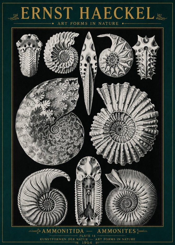 Ernst Haeckel Ammonitida - Ammonites No4 - Poszter