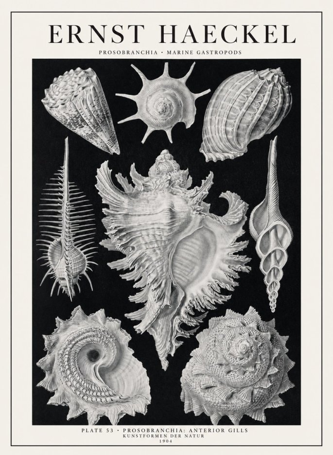 Ernst Haeckel Prosobranchia - Marine Gastropods No1 - Poszter