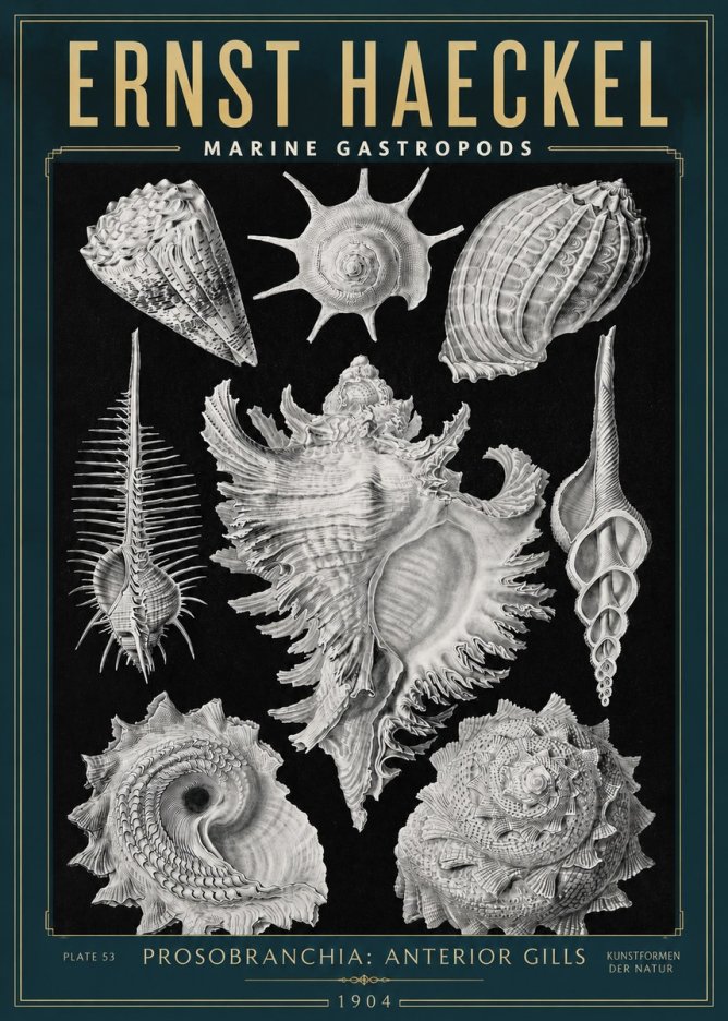 Ernst Haeckel Prosobranchia - Marine Gastropods No3 - Poszter
