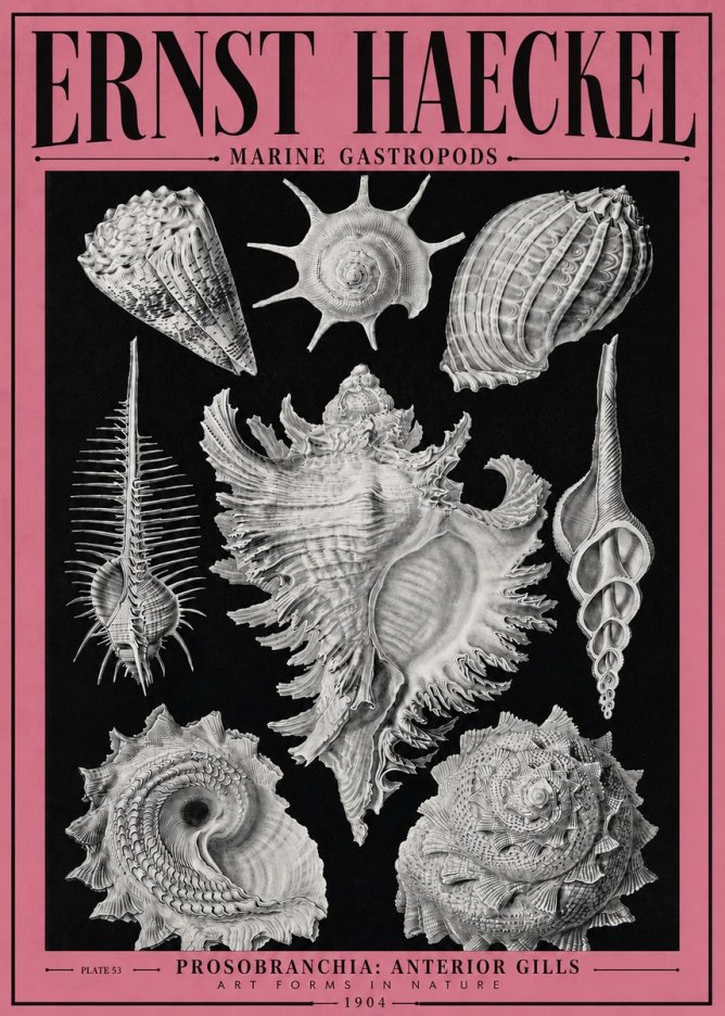 Ernst Haeckel Prosobranchia - Marine Gastropods No4 - Poszter