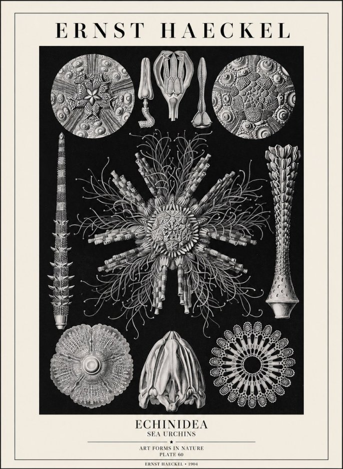 Ernst Haeckel Echinidea Sea Urchins No1 - Poszter