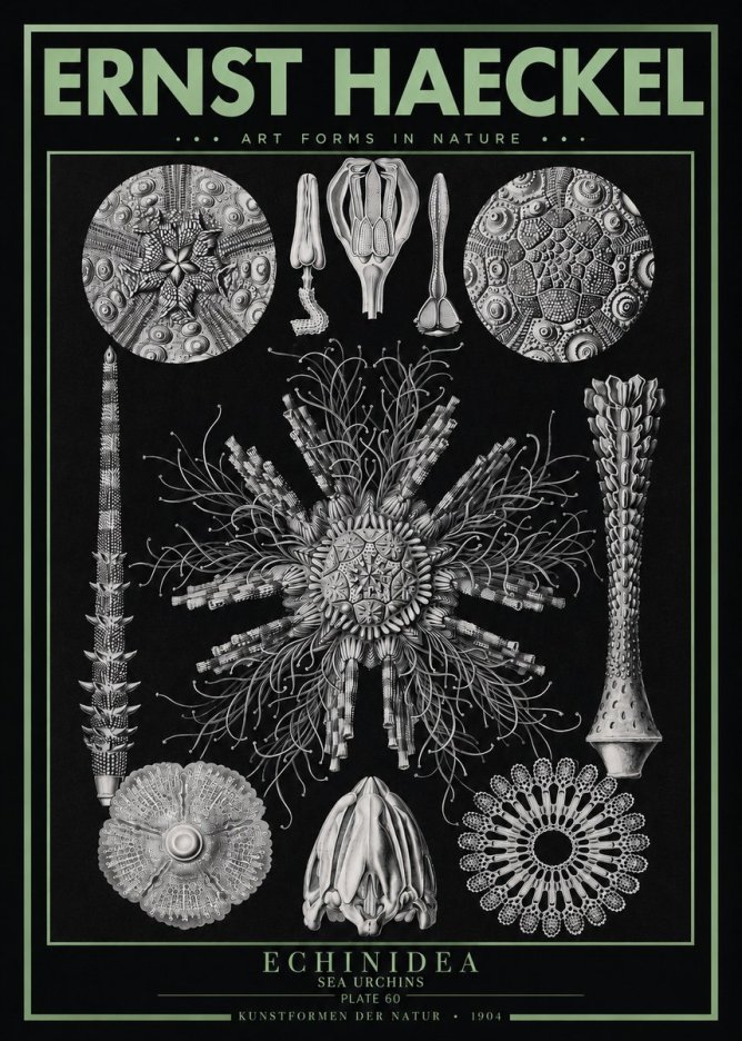 Ernst Haeckel Echinidea Sea Urchins No3 - Poszter
