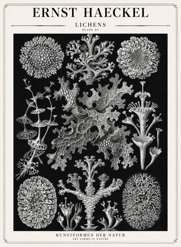 Ernst Haeckel Lichens - Plate 83 No1 - Poszter