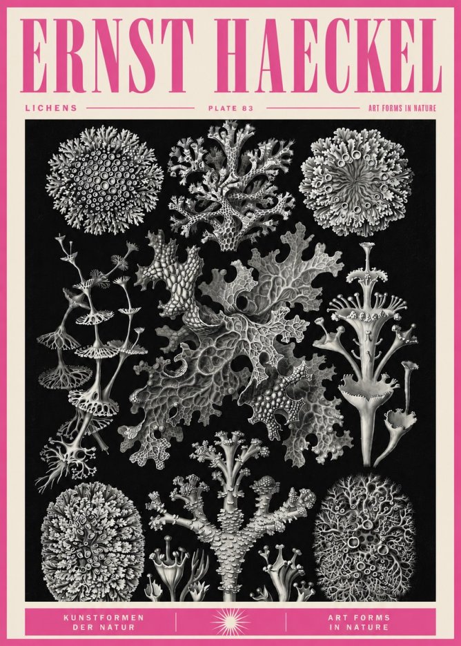 Ernst Haeckel Lichens - Plate 83 No5 - Poszter