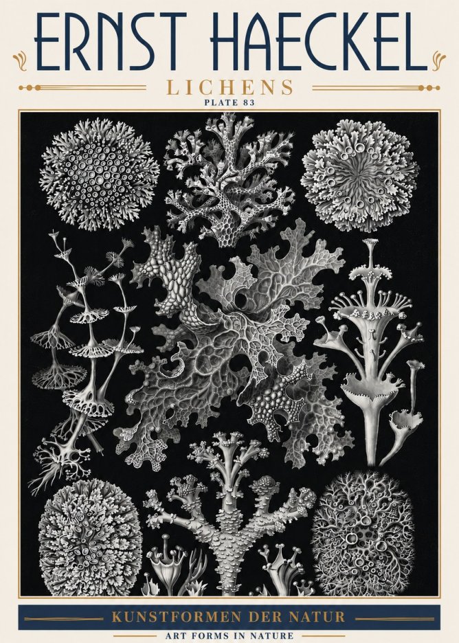 Ernst Haeckel Lichens - Plate 83 No6 - Poszter