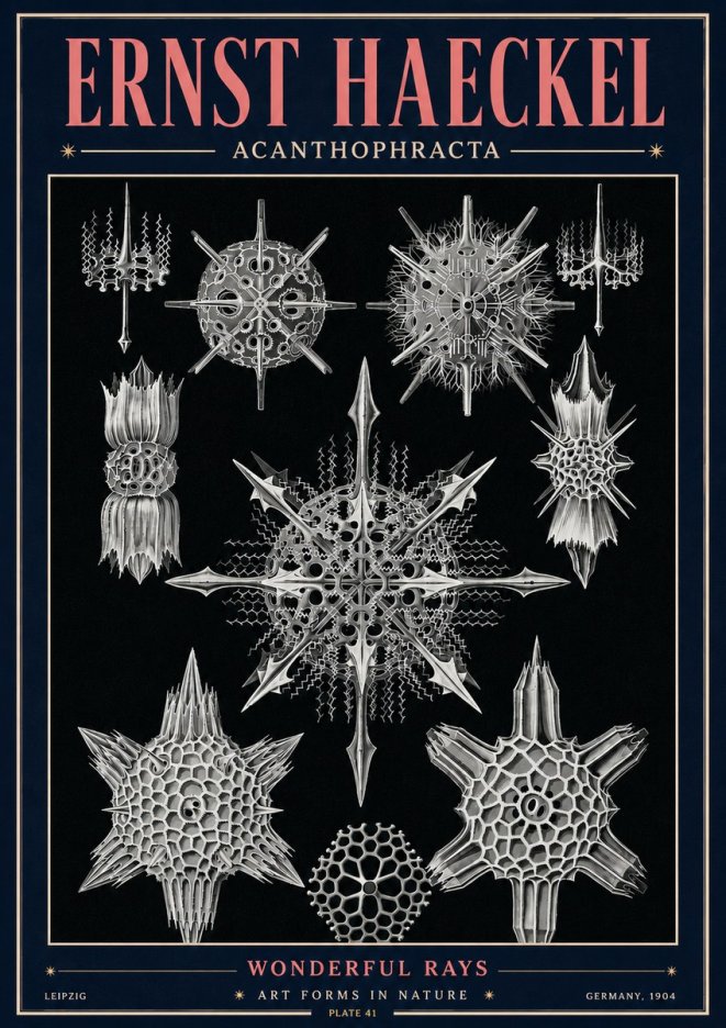 Ernst Haeckel Acanthophracta - Wonderful Rays No4 - Poszter