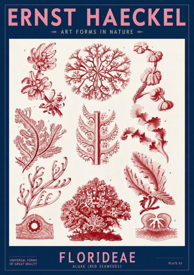 Ernst Haeckel Florideae (Red Seaweeds) No2 - Poszter