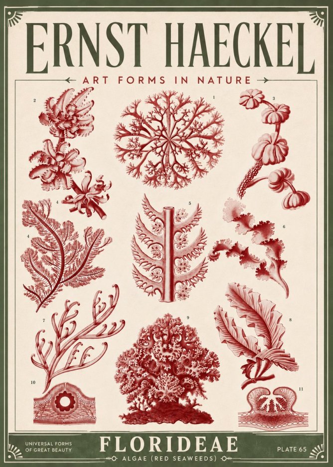 Ernst Haeckel Florideae (Red Seaweeds) No6 - Poszter