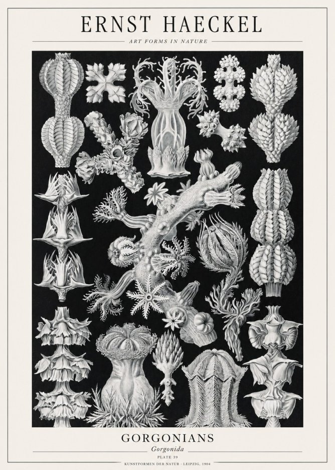 Ernst Haeckel Gorgonians No1 - Poszter